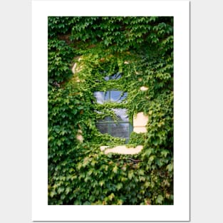 Ivy covered window Posters and Art